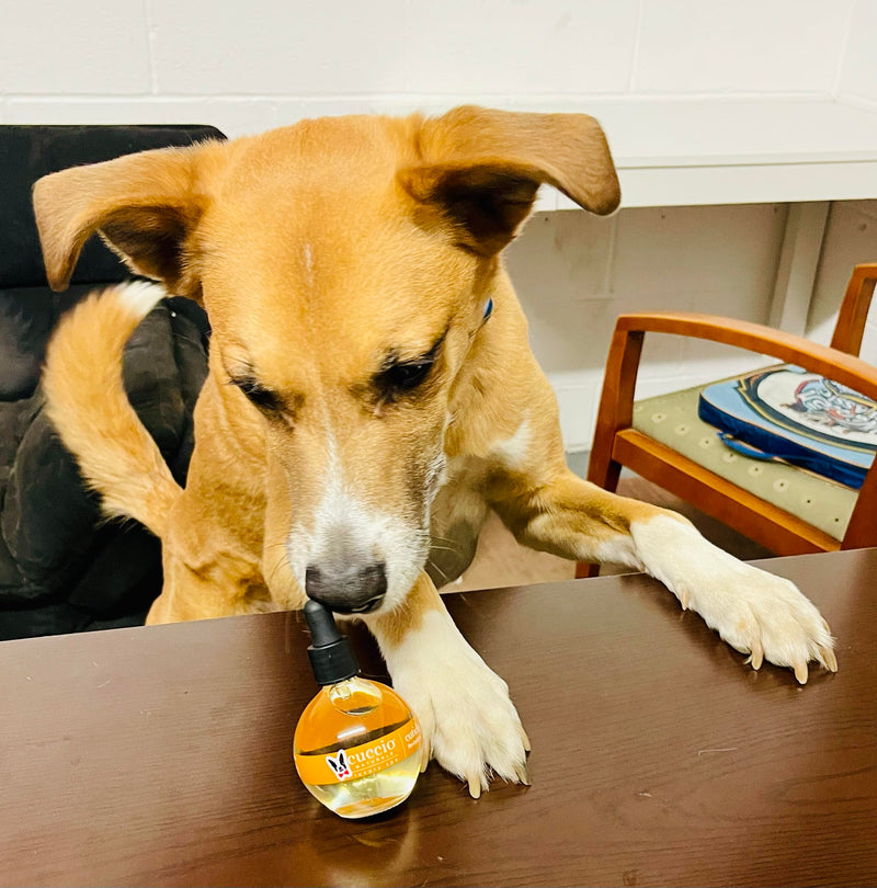 Warren London Dog Cuticle & Nail Revitalizing Oil | Moisturize, Strengthen, and Nourish | Vitamin E - Cruelty-Free, Non-Greasy Formula | Gentle Daily Care for Healthy Dog Nails & Paws - PawsPlanet Australia