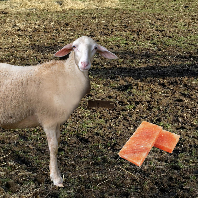 Himalayan Pink Salt Blocks for Horses,Natural Mineral Deer Salt Block Animal Licking Salt Rectangle Horse Salt Lick Brick for Cattle Goats Cows and Other Livestock(1 Pcs | 8 x 4 x1 Inches) - PawsPlanet Australia