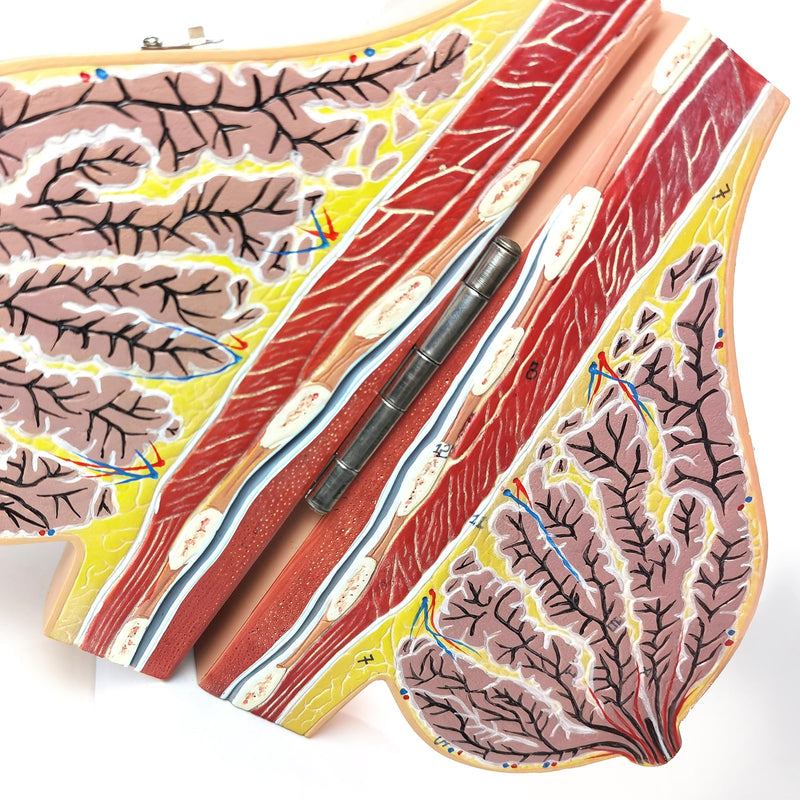 NEW HORIZON Model of The Female Breast Human Breast Anatomy Model Lactation Teaching Nursing Trainning Education Tools for Medical Students and Teachers
