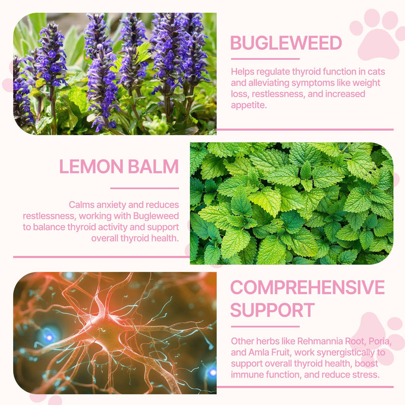 Herbal Thyroid Support – Promotes Healthy Metabolism & Energy, with Rehmannia Root Extract & Lemon Balm – Natural Liquid Supplement for Appetite & Weight Maintenance
