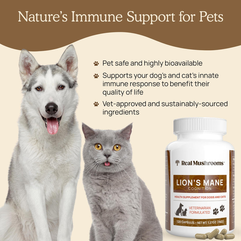 Real Mushrooms Lion’s Mane Pet Mushroom Supplement – Pet Wellbeing Capsules – for Cat & Dog Supplement & Vitamins – Support Mindful Routines – Organic, Vegan, Non-GMO, 120 Count Capsule