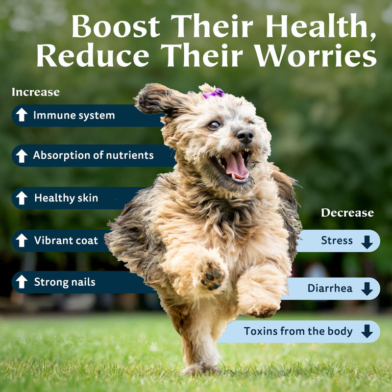 Zeolite Powder 100% Natural Food Supplement for Immunity & Detox, Digestive Health, Joint Health Supplement Powder, Liver Detox, Enhance Pet Health w/Easy-to-Use Pet Supplements, 350g/12.35 oz 350 grams