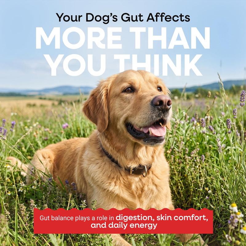 Yeast Infection Treatment for Dogs - Reduces Irritation & Relieves Itching - Supports Health Skin, Ears, Paws - (1oz)