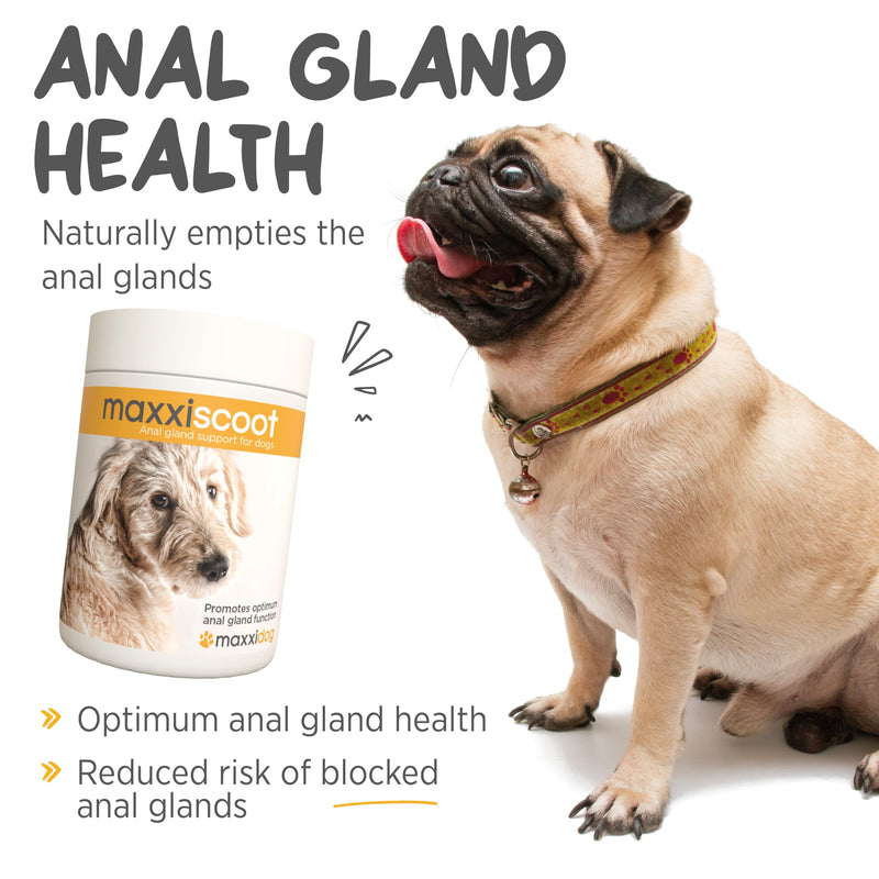 maxxiscoot Anal Gland & Digestive Health Support for Dogs - Powder Supplement, 5oz - PawsPlanet Australia