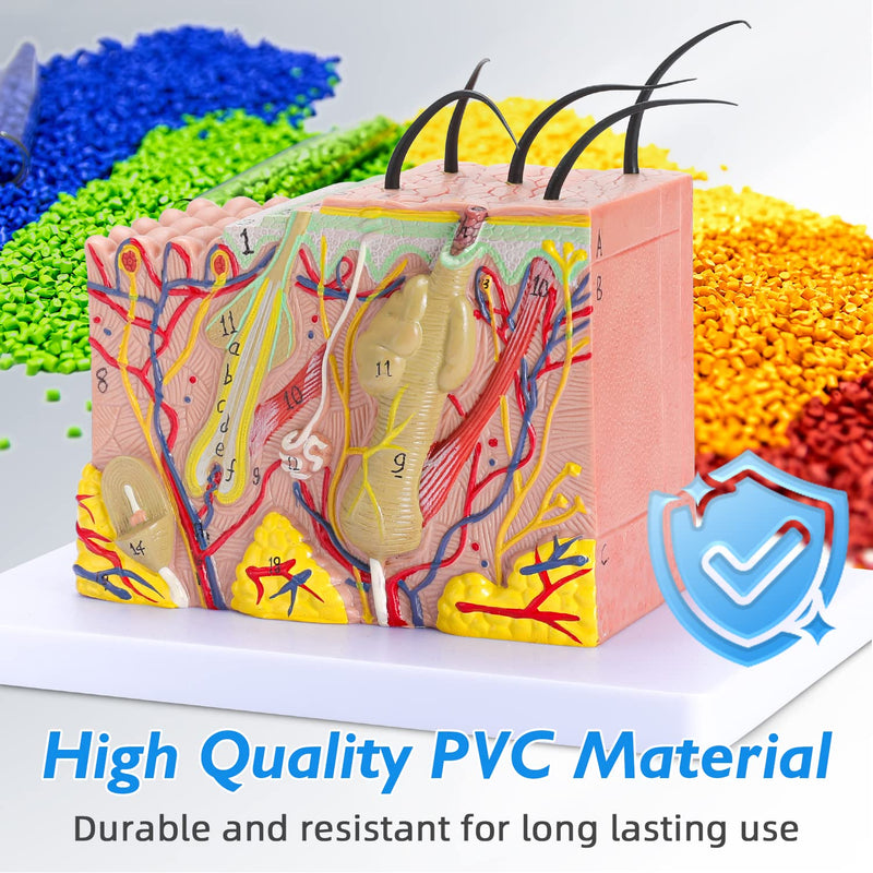 Human Skin Model 35x - 35 Times Skin Structure Anatomical Model Skin Color Model Teaching Medical Model