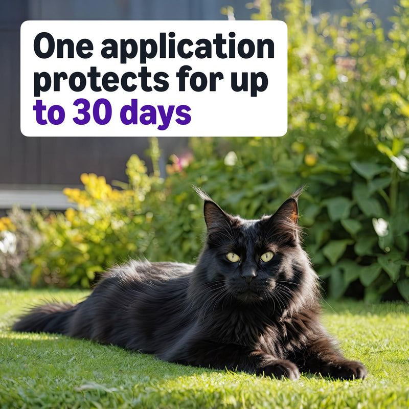 Amazon Basics Preventative Topical Flea Treatment and Prevention for Large Cats (Over 9 Pounds), Kills Fleas Within 12 Hours, 6 Count