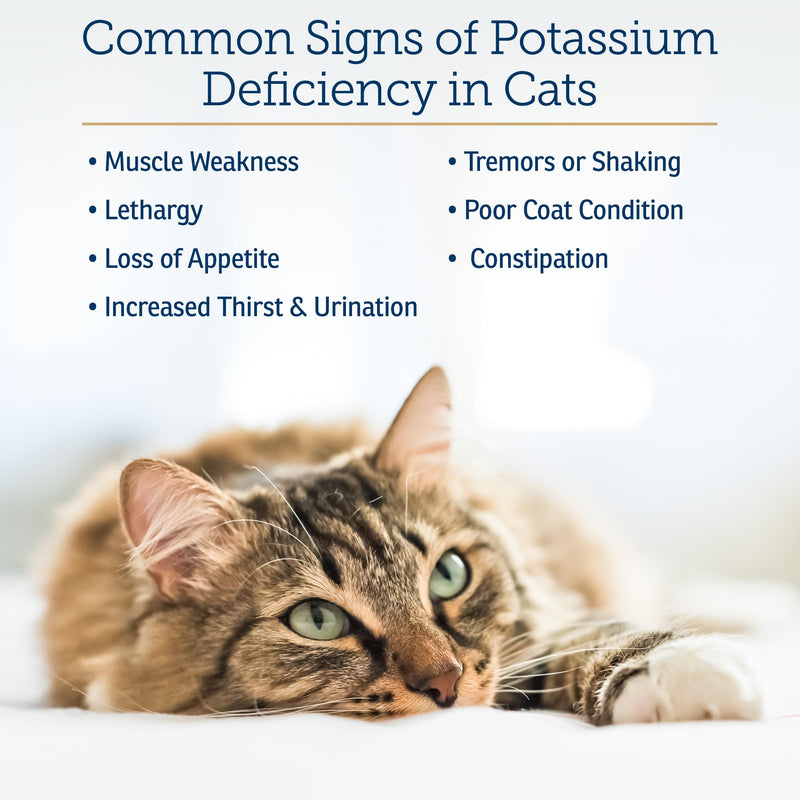 Rx Vitamins Amino B+K - Cat Vitamin B & Potassium Supplement for Cats - with Amino Acids Taurine & Lysine - Aids in Cat Kidney Support & Immune Support for Cats - Liver & Bacon 4oz New Label