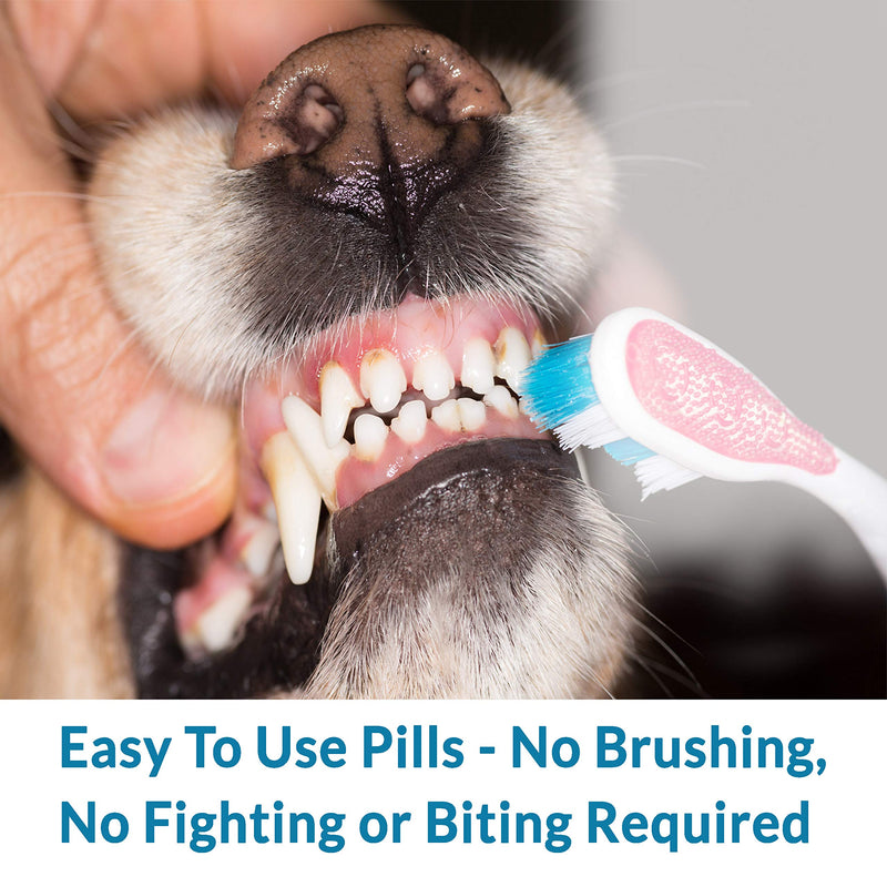 BestLife4Pets Oral Health for Dogs Dental Remedy - Highly Effective Natural Treatment for Inflammatory & Ulcerative Ailments, Stomatitis and Gingivitis. No Smell, No Side Effects - PawsPlanet Australia