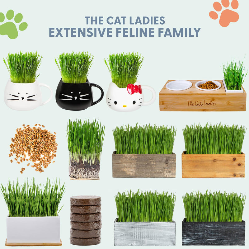 The Cat Ladies Organic Cat Grass for Indoor Cats - Growing Kit with Organic Seed Mix, Soil and White Cat Planter. Natural Hairball Control and Digestion Remedy, Cat Gifts - PawsPlanet Australia