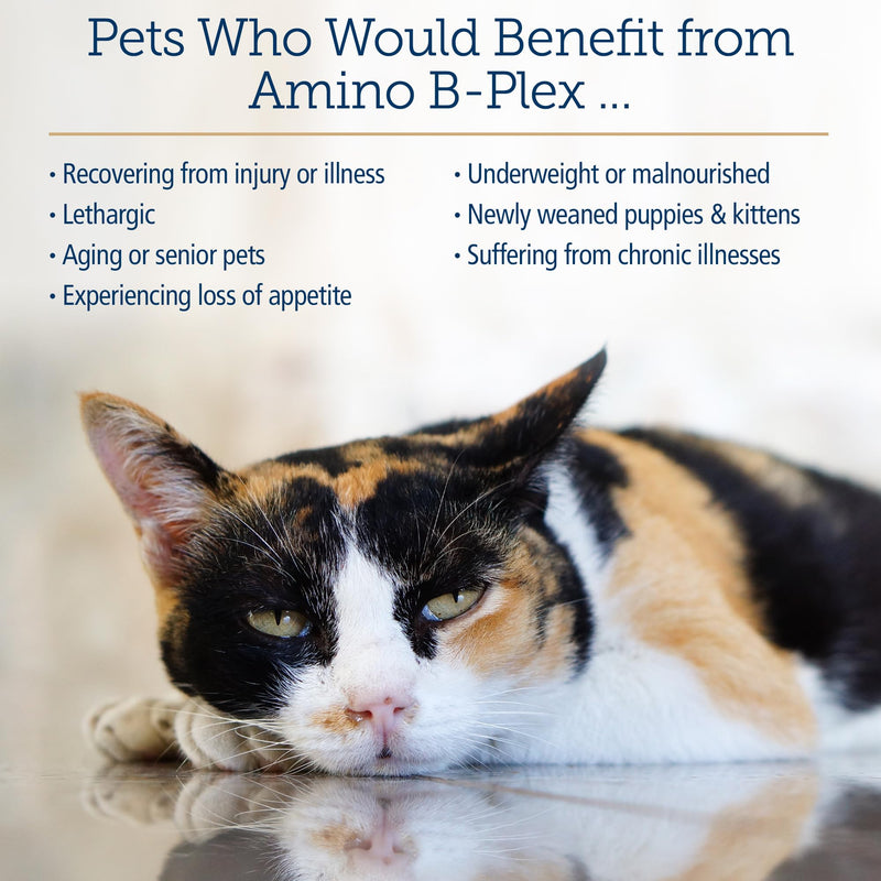 Rx Vitamins Amino B-Plex Cat & Dog Supplement - Vitamin B Complex Liquid Plus Amino Acids for Dogs & Cats - Appetite Booster and Cat & Dog Weight Gainer - Supplements & Vitamins - 8 oz 8oz