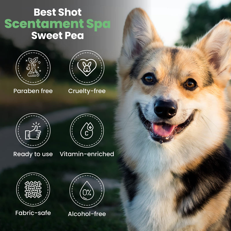 Best Shot Scentament Spa Botanical Body Spray, Body Spray Conditioner for Pets, Cat and Dog Cologne Spray, Sweet Pea, 8 Oz - PawsPlanet Australia