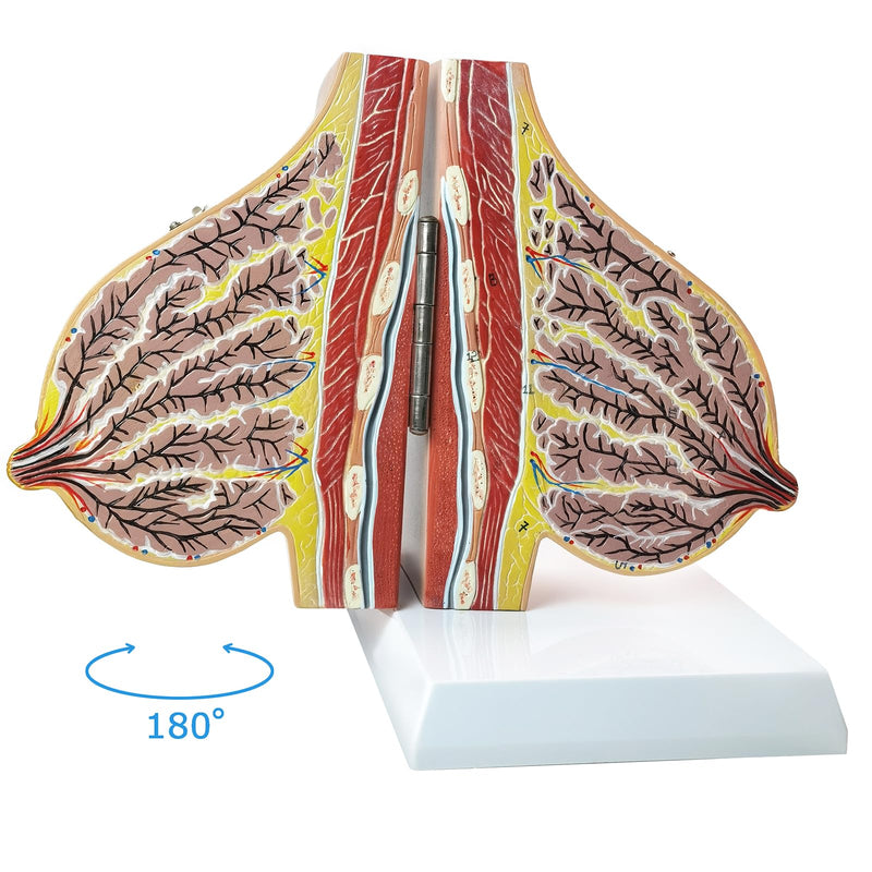 NEW HORIZON Model of The Female Breast Human Breast Anatomy Model Lactation Teaching Nursing Trainning Education Tools for Medical Students and Teachers