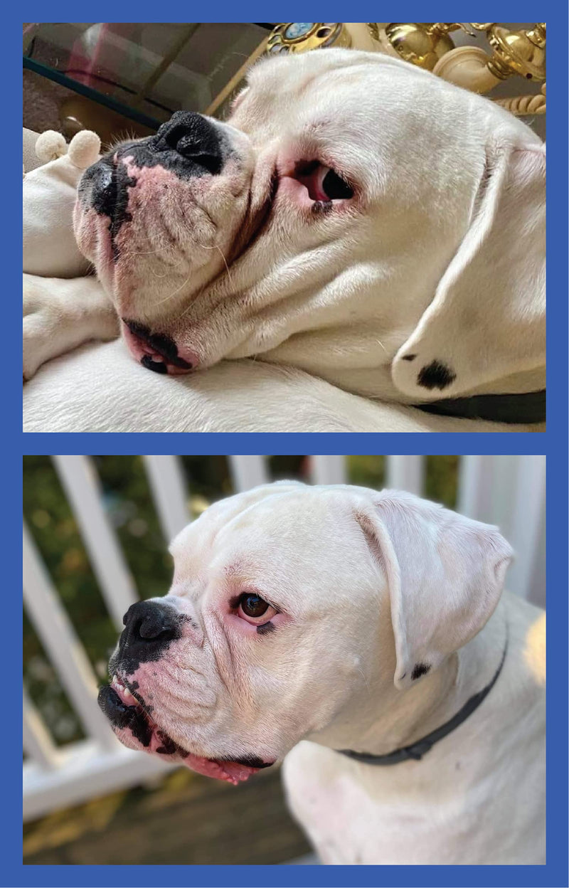 Squishface Wrinkle Paste + Wrinkle Wipes + Flexible Silicone Dog Wrinkle Cream Applicator Bundle - Softer, Cleaner Way to Clean Your Dog's Face - Great for All Breeds! - NewNest Australia