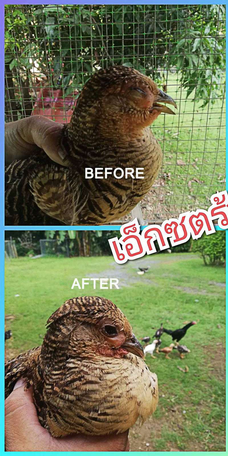 EXTER Sure Rooster Booster Health Vitamin Support Fast Result, Stimulates & Improved Immunity Feed Nourishing Poultry (EXTER Sure Increasing Fast Energy 10 ML.) - PawsPlanet Australia