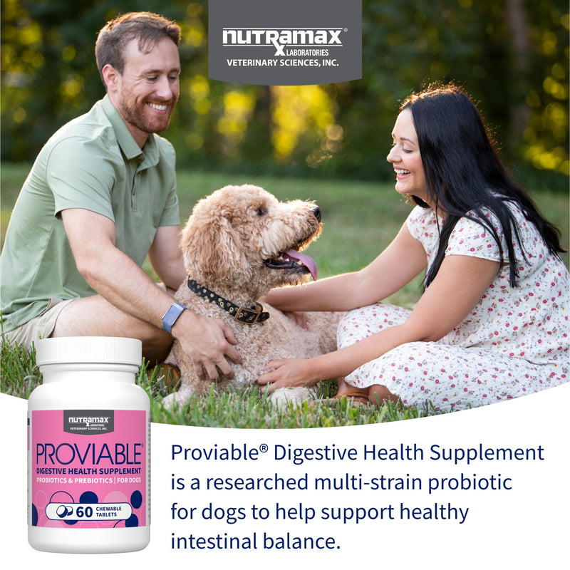 Nutramax Proviable Probiotics for Dogs, Daily Digestive Health Supplement with Multiple Strains of Bacteria, Dog Probiotics Plus Prebiotics, 60 Chewable Tablets 60 Count (Pack of 1)