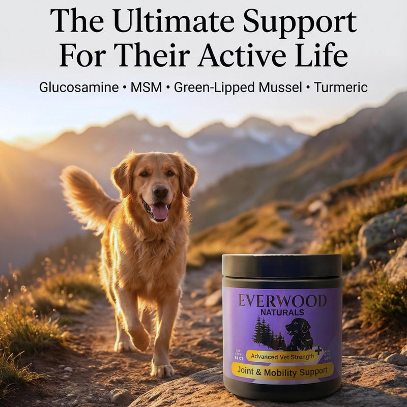 Premium Joint & Mobility Support Soft Chews for Dogs – Glucosamine, MSM, Green Lipped Mussel & Turmeric – Dog Hip & Joint Supplement – 60 Soft Chews