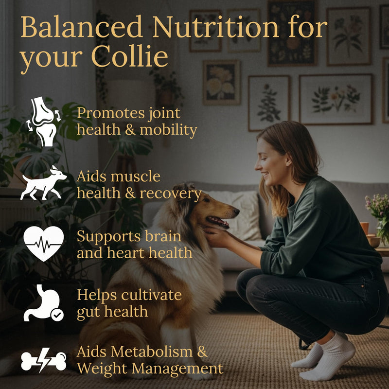 Collie Multivitamins, 90 Count, Made in the USA with Real Bacon.