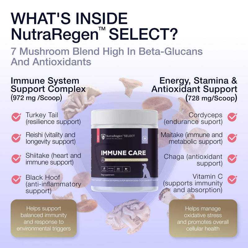 NutraRegen Dog Immune Support Supplement Powder 30 Scoops | Beef Flavored Powder with Turkey Tail Mushroom for Dogs| 30 Scoops Beef Flavor | 1.9 Oz