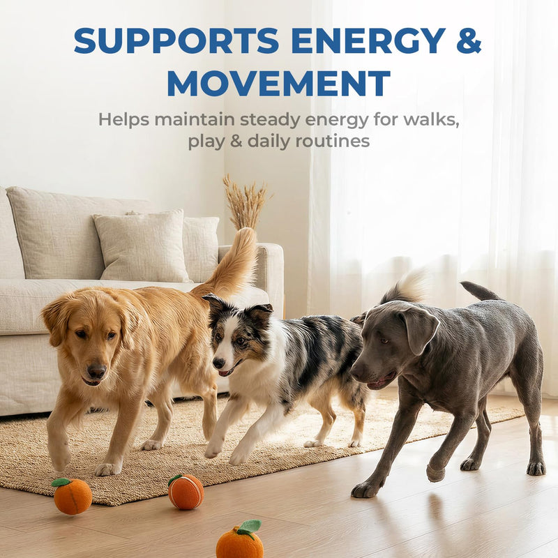Taurine Supplement for Dogs Liquid Drops with Coenzyme Q10 & L-Carnitine – Supports Heart, Energy & Daily Activity – Easy to Add to Food, 60 ml 60 ml (Pack of 1)