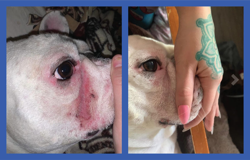 Squishface Wrinkle Paste + Wrinkle Wipes + Flexible Silicone Dog Wrinkle Cream Applicator Bundle - Softer, Cleaner Way to Clean Your Dog's Face - Great for All Breeds! - NewNest Australia