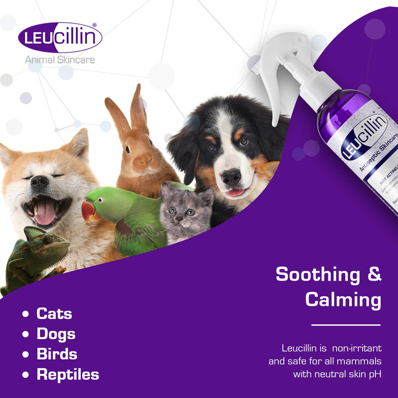 Leucillin Natural Antiseptic Spray - Antibacterial Antifungal Antiviral for Dogs Cats All Animals Itchy Skin Minor Wound Care and Skin Health | 500ml 500 ml (Pack of 1) - PawsPlanet Australia