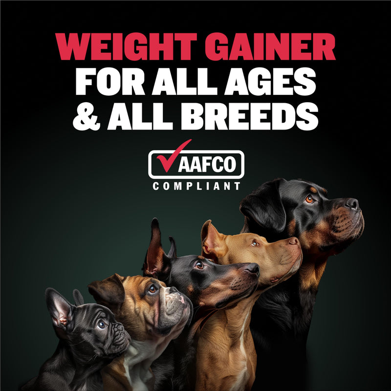 Bully Max Dog Weight Gainer Soft Chews for Puppies and Adults - High Calorie Dog Food Performance Supplement for Healthy Weight Gain, Immunity & Digestion - 75 Chews for All Breeds & Ages - 300g Pack 1 Pack