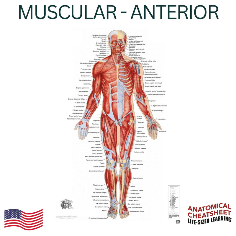 Life-Sized Learning Muscular Anatomy Model Fabric Sheet – Anterior View of a Muscular System Model – Study Tool for Classroom, Students, Instructors - Medium 50" x 72" Muscular Anterior - Medium