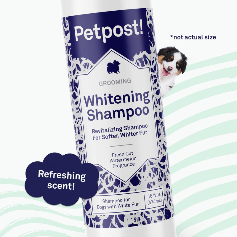 Petpost | Dog Whitening Shampoo - Best Lightening Treatment for Dogs with White Fur - Soothing Watermelon Scent - Maltese, Shih Tzu, Bichon Frise Approved 16 oz. 16 Ounce - PawsPlanet Australia