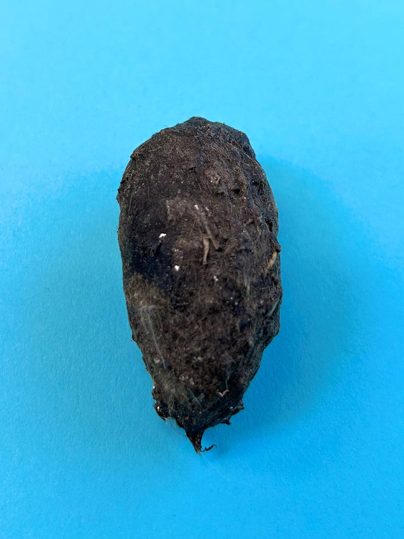 Pellets Barn Owl Pellet, Small (Pack of 20)