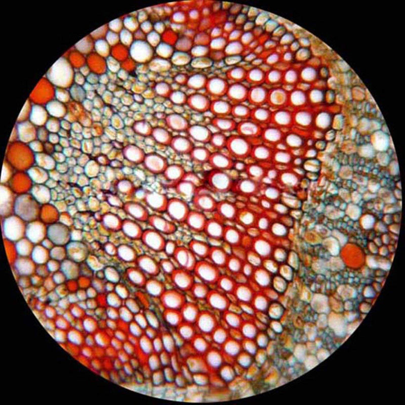 AmScope PB10 10 PC Prepared and Blank Microscope Glass Slides