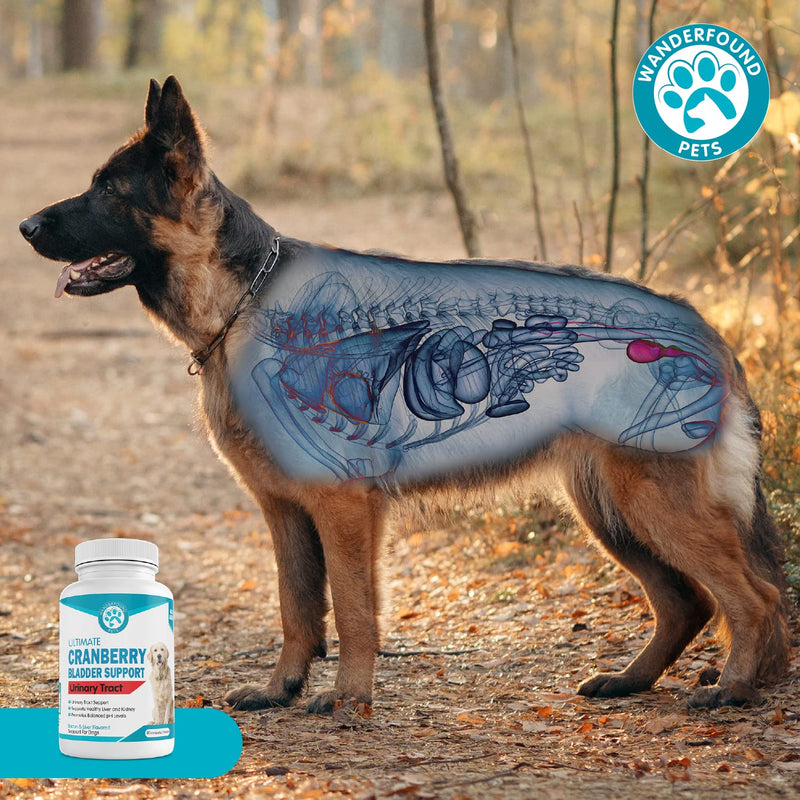Wanderfound Pets Ultimate Cranberry Bladder UTI Support Supplement for Dogs - Dog Urinary Tract Infection Incontinence Formula with Cordyceps Mushroom - Bacon & Liver Flavor - 90 Chewable Tablets - PawsPlanet Australia