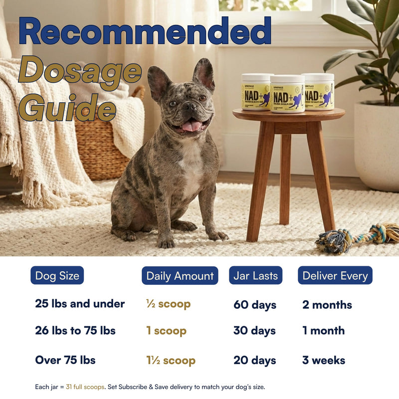 NAD+ Precursor Senior Dog Supplement - Cognitive & Longevity - NMN Alternative Powder with 200mg Nicotinamide Riboside (NR) and 1,500mg Hydrolyzed Collagen - Made in USA, 30 Scoops, Up to 60 Days