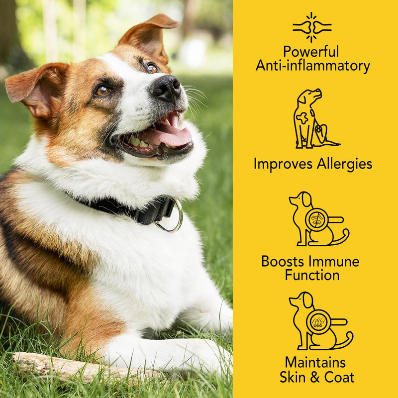 Natural Dog Yeast Infection Relief - Itchy Skin & Ear Treatment - Ear & Skin Itch Relief, Allergy Symptom Relieves Itching and Allergy Dog Multivitamins Probiotics 60ml (60ml)