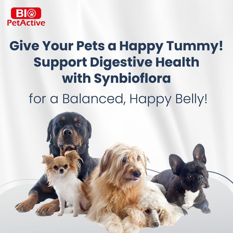 Bio PetActive Synbioflora | Probiotics&Prebiotics for Medium and Large Breed Dogs | Support Digestion,Gut and Stomach Health | Helps with Diarrhea,Gas and Constipation Relief | 60 Chews