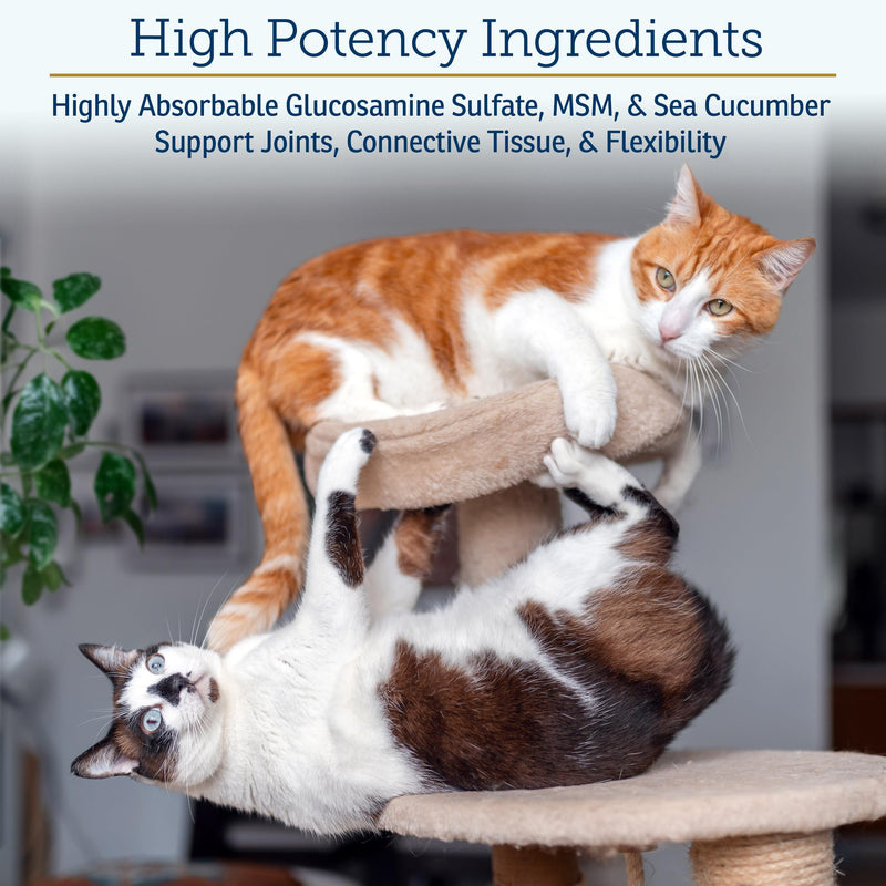 Rx Vitamins MegaFlex Cat and Dog Joint Supplement - Glucosamine Sulfate with MSM, Vitamin C, & Sea Cucumber - Supports Joint Flexibility and Mobility - for All Breeds and Sizes - 600 Capsules