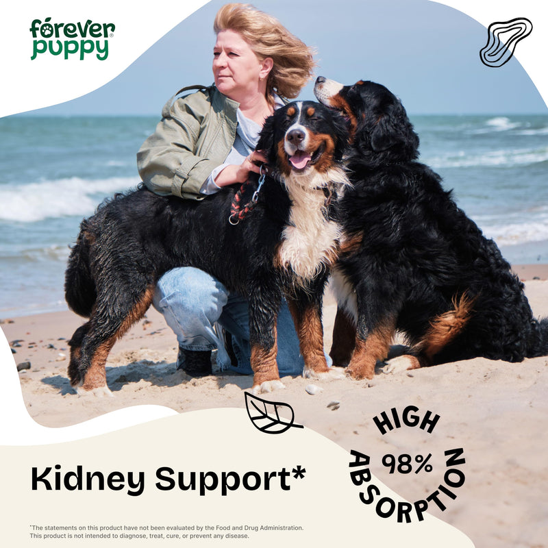 Kidney Support Drops for Dogs - Natural Kidney Care w/Cordyceps Mushroom & Stinging Nettle Leaf - Dog Food Supplements for Dogs' Kidney Health - Liquid Pet Vitamins and Supplements - 2 oz - NewNest Australia