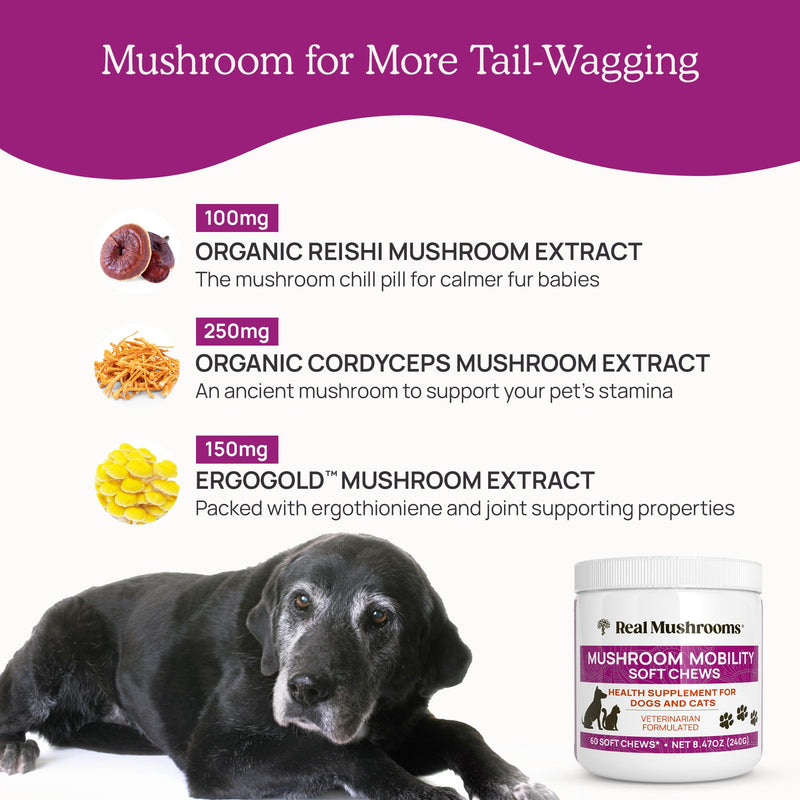 Real Mushrooms Mobility Chews - Hip and Joint Supplement for Dogs and Cats - Green Lipped Mussel Powder and Organic Ergo Gold Vitamins for Flexibility, Mobility, Hip and Joint Support (240 ct) - PawsPlanet Australia