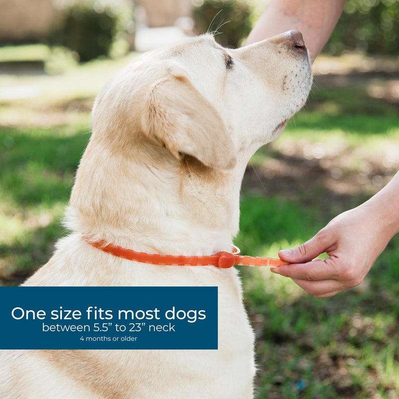 Wondercide Dog Collar - Flea, Tick, and Mosquito Repellent, Prevention for Dogs - with Natural Essential Oils - Pet and Family Safe - Up to 4 Months Protection 1 Collar - PawsPlanet Australia