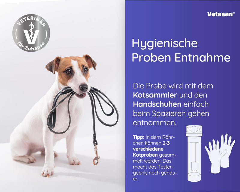 Vetasan 2X Giardia rapid test for dogs and cats I Professional Giardia test reliable & fast I 98.3% accuracy I Giardia test, Giardia test 2 x test - PawsPlanet Australia