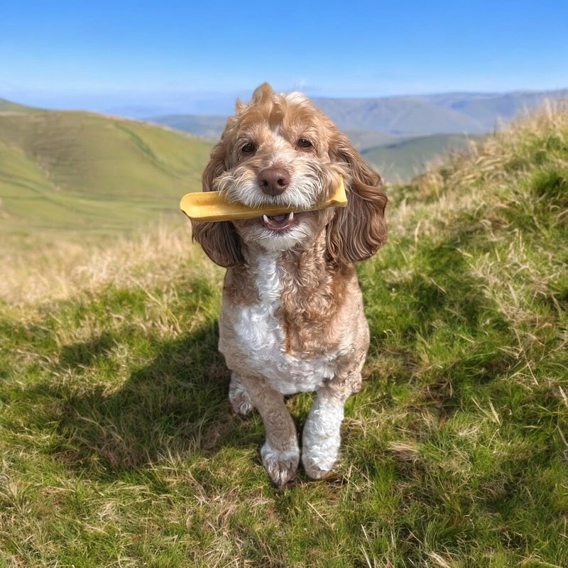 William Hunter Yak Cheese Himalayan Dog Chews - Long Lasting 100% Natural High Protein Dental Dog Chews for Aggressive Chewers (5 Pack Small) 5 Pack Small