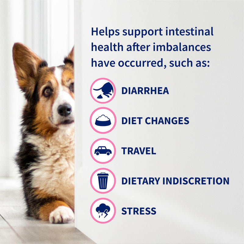 Nutramax Proviable Probiotics for Dogs, Daily Digestive Health Supplement with Multiple Strains of Bacteria, Dog Probiotics Plus Prebiotics, 60 Chewable Tablets 60 Count (Pack of 1)