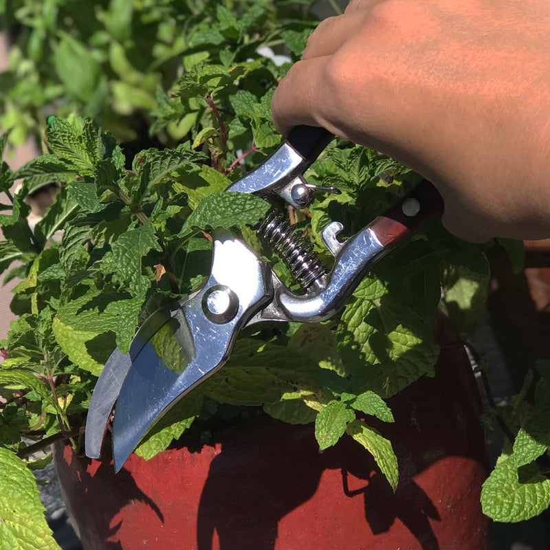 Thai Kitchen Scissors and Pruning Shears for Gardening by Verve CULTURE, Handcrafted, Multipurpose with Stainless Steel Blades & Pradu Wood Handles