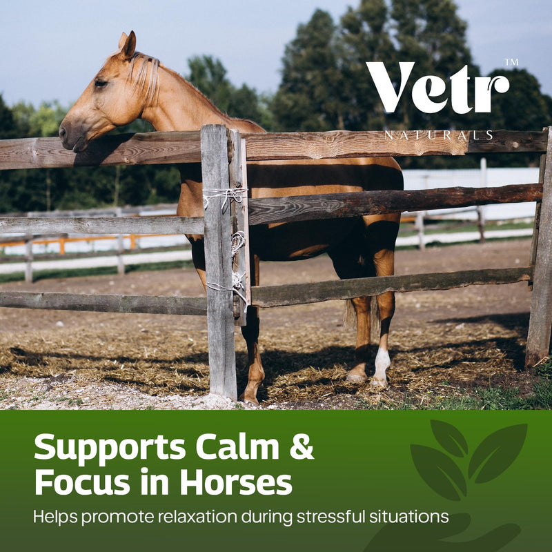 VetrChill Calming Gel for Horses - Apple Flavored Oral Supplement with L-Theanine and Melatonin - Supports Relaxation and Focus - Single Tube - Vet-Formulated in USA