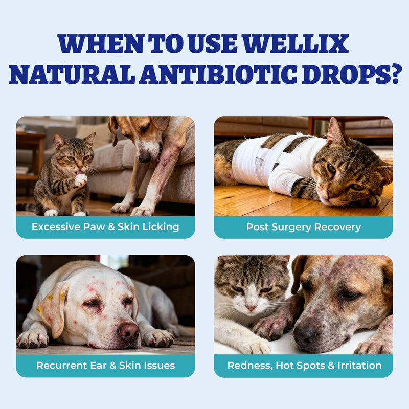 Wellix 120ml Natural Antibiotics for Cats&Dogs - Natural Herbal Supplement for Wound Care, UTI, Sneezing Treatment & Cold Relief - Cat Antibiotics Chicken Flavor for All Ages & Breeds