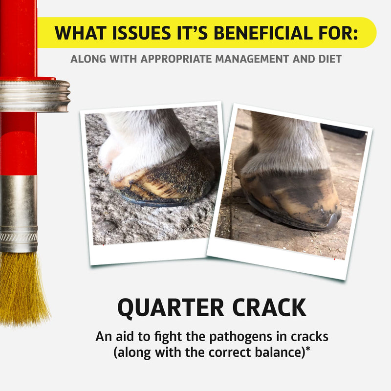 Equine One Natural Hoof Dressing - 100% All-Natural Hoof Care Product - Abscesses || Thrush || White Line || Quarter Crack (16 fl.oz) 16 fl.oz