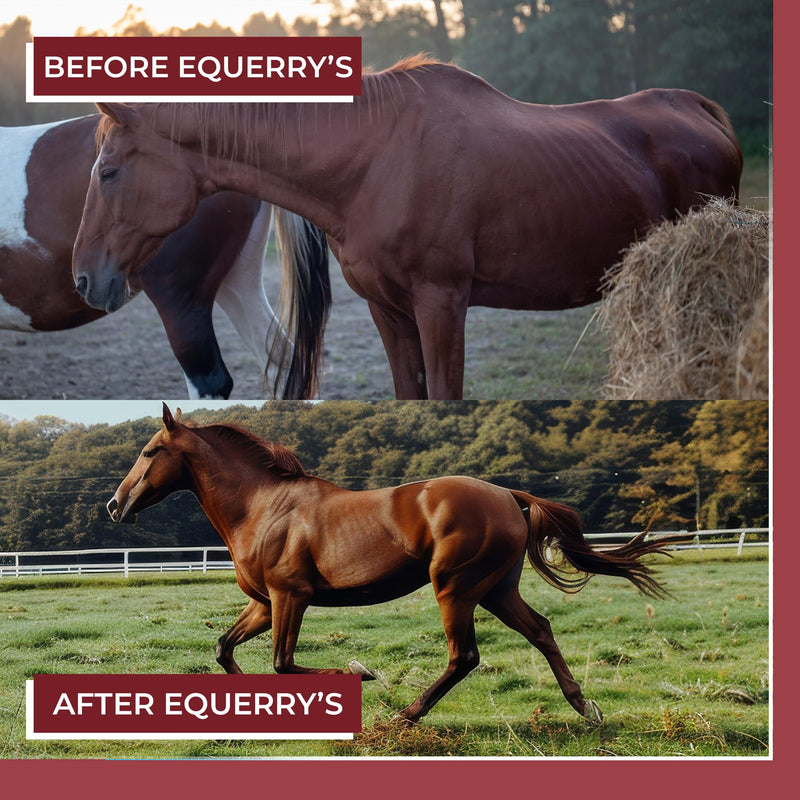 EQUERRY'S Better Horse Belly - Horse Supplement with Gut Support | Horse Probiotics with Prebiotics and Digestive Enzymes | for Colic, Digestive Upset, 1.1LB - PawsPlanet Australia