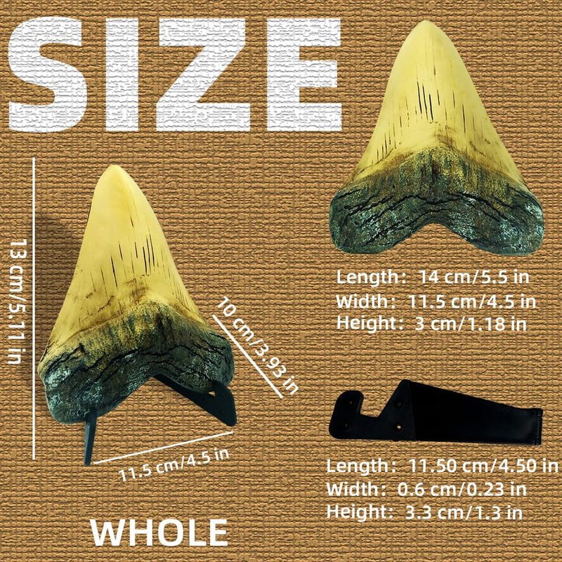 Resin Megalodon Shark Tooth 5.5 Inch Model, OUOQUQ Fake Shark Teeth Fossils Replica with Vertical Display Stand for Table Shop Ornament Office (Neoteric) Neoteric