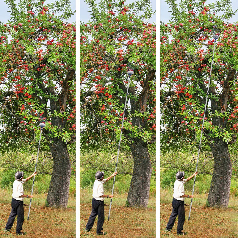 Oak Leaf Fruit Picker, 13 Foot Fruit Picker Pole with Basket Apple Orange Picker Tool Tree Fruit Catcher with Lightweight Stainless Steel Connecting Pole, Sturdy Basket with Foam Pad, Metal Clamp