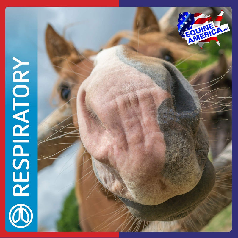 Equine America Airways Xtra Strength | Premium Ready To Use Horse & Pony Supplement | For Respiratory Support | 500g - PawsPlanet Australia