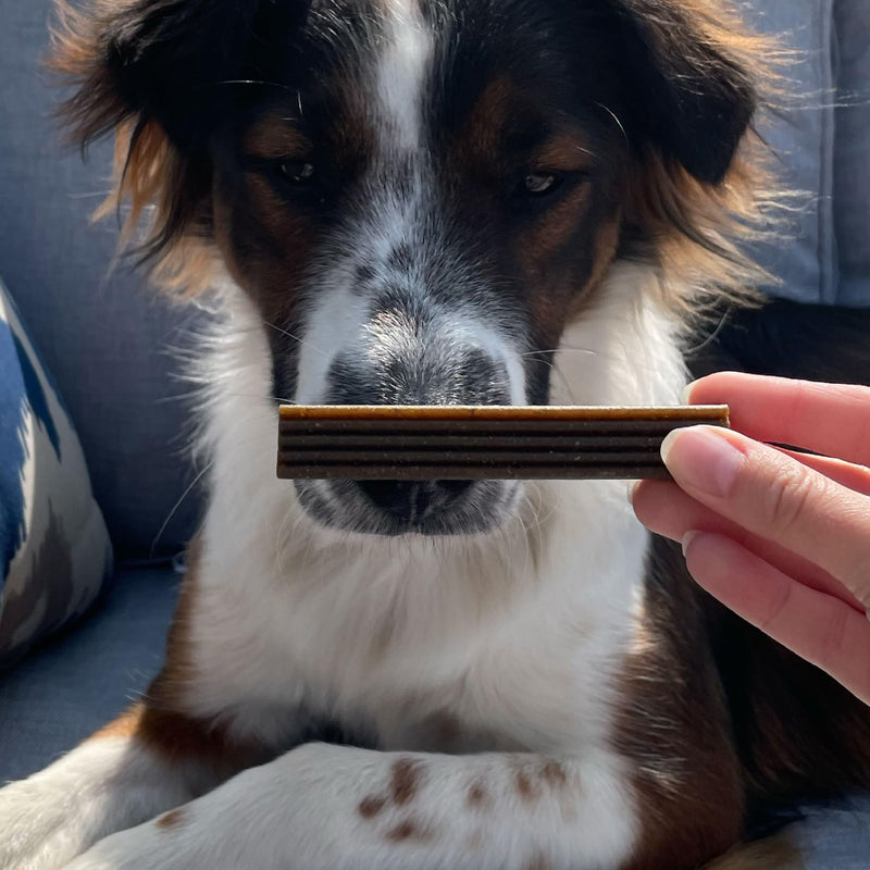 Bocce's Bakery Dental Brushy Sticks for Small Dogs – Natural, Wheat-Free Dental Bars to Support Oral Health & Fresh Breath, Made with Real Ingredients – Coconut & Mint Recipe (2 Pack Bundle) Coconut & Mint - Small Breed (2pk) 6 Ounce (Pack of 2)
